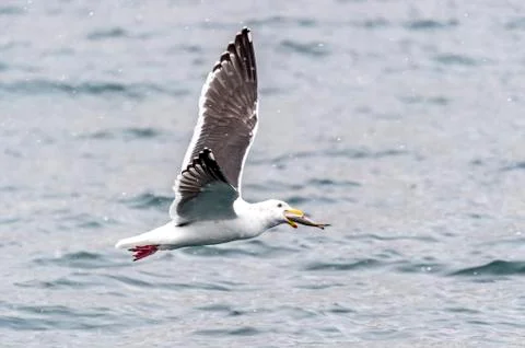 The Predatory Seagulls Stock Photos