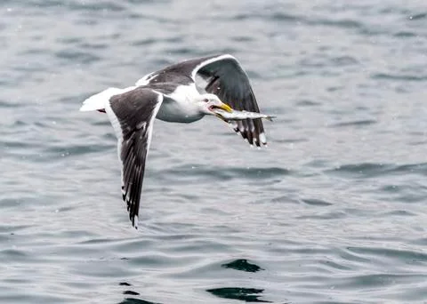 The Predatory Seagulls Stock Photos