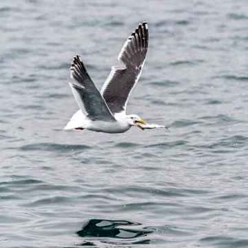 The Predatory Seagulls Stock Photos