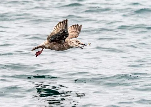 The Predatory Seagulls Stock Photos