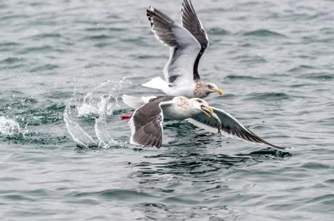 The Predatory Seagulls Stock Photos