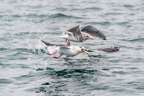 The Predatory Seagulls Stock Photos