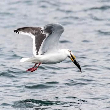 The Predatory Seagulls Stock Photos