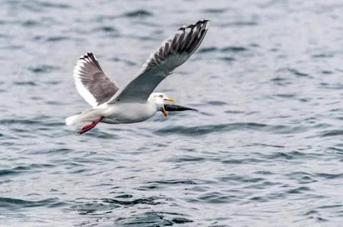 The Predatory Seagulls Stock Photos