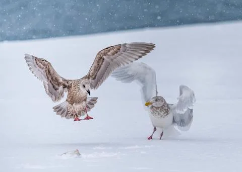 The Predatory Seagulls Stock Photos