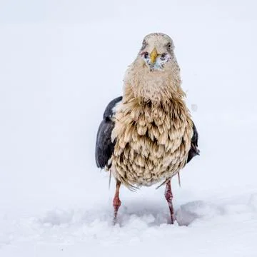 The Predatory Seagulls Stock Photos