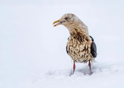 The Predatory Seagulls Stock Photos