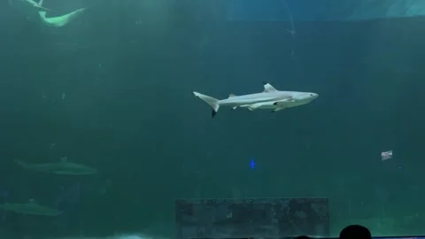 Predatory shark Stock Footage 274237466