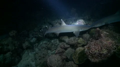 Predatory sharks chasing fish night Stock Footage 57196630
