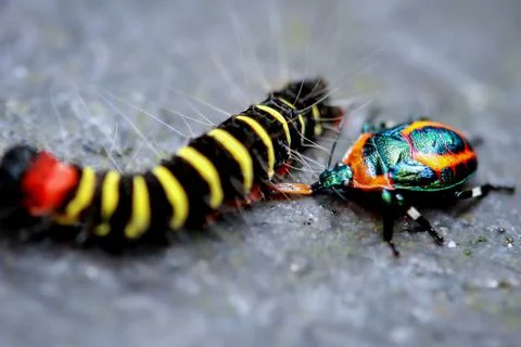 Predatory Shield Bug Feasting on Colorful Caterpillar. Wulai, Taiwan. Stock Photos