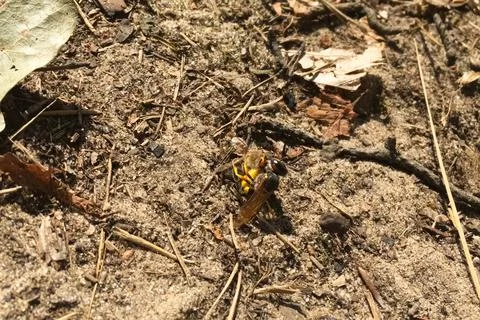 Predatory single wasp attacked a bee. wasp predator Stock Photos