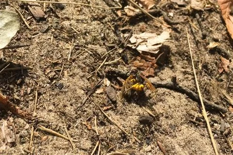 Predatory single wasp attacked a bee. wasp predator Stock Photos