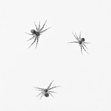 Predatory spider isolated on white background 스톡 사진