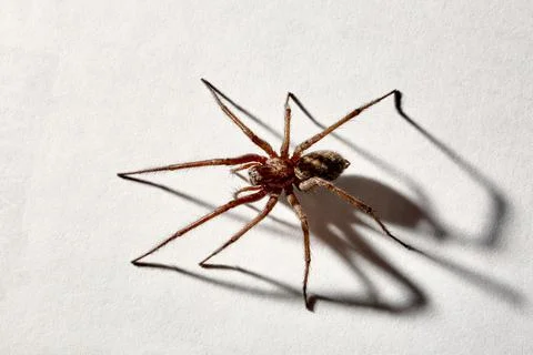 Predatory spider isolated on white background. Tegenaria agrestis. Stock Photos