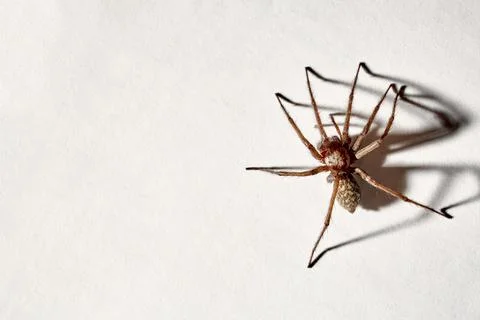 Predatory spider isolated on white background. Tegenaria agrestis. Large repr Stock Photos