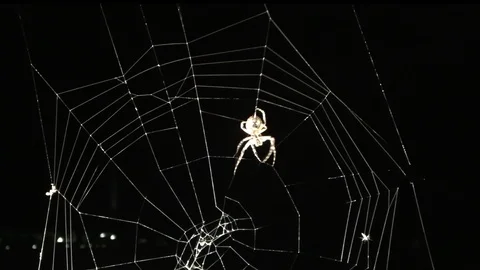 Predatory spider weaves its web at night Stock Footage 116270154