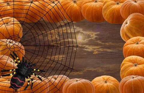 A predatory spider weaving a web-trap for its prey against the background of Stock Photos