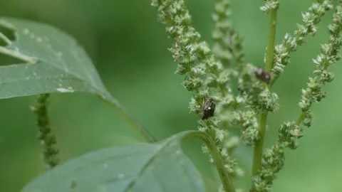 Predatory Stink bug on green leaf Video stock 312092259