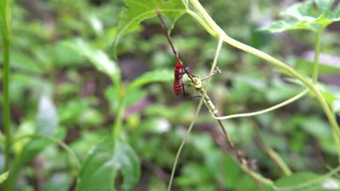 Predatory tropical bug Stock Footage 311367756