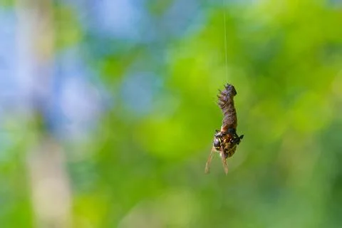 Predatory wasp attacks caterpillar on silk thread in nature Stock Photos