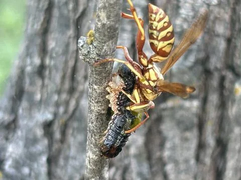 Predatory Wasp Feeding on Captured Insect Prey on Tree Branch Fotos Stock