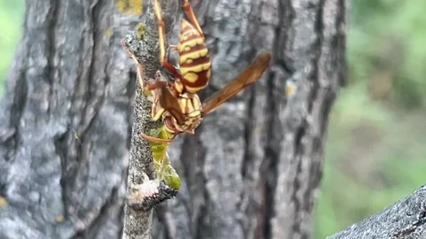 Predatory Wasp Feeding on Insect Larva on Tree Bark in 4K Stock Footage 336796620