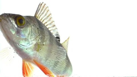 Predatory wild fish in the aquarium Stock Footage 83401378
