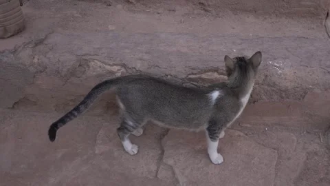 A predominantly gray cat with a bit of white is standing on a stone step Stock Footage 322219603