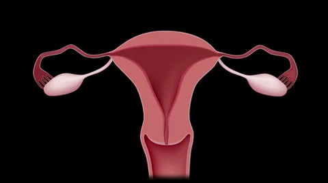 Preembryonic development Stock Footage 37776777