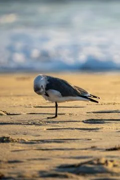 Preening Beach Bird. Stock Photos