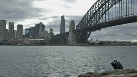 Preening bird slow motion by Sydney Harbour bridge 4K Video stock 159716575
