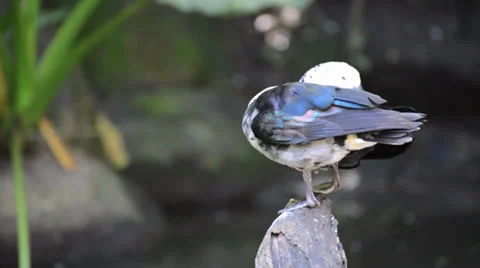Preening comb duck Video stock 26325109