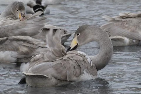 Preening cygnets Stock Photos