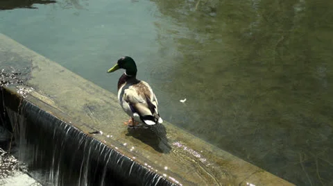 Preening Duck on Weir Stock Footage 24464730