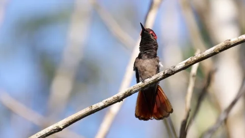 Preening exotic Ruby-topaz Hummingbird bird in Atlantic Rainforest Brasil Stock Footage 297656301
