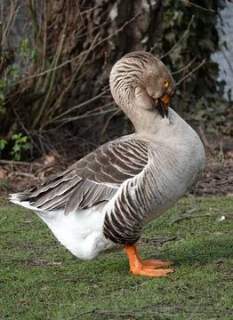 Preening goose Stock Photos