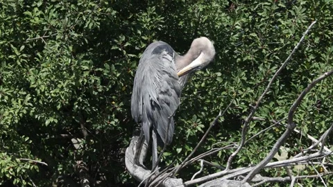 Preening heron Stock Footage 249134733