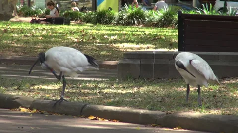 Preening Ibis in Park Stock Footage 36603552