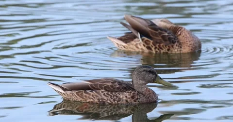 Preening Mallard Duck Stock Footage 246729527