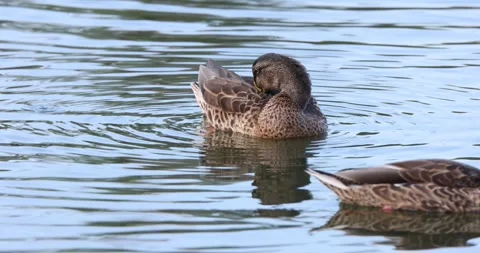 Preening Mallard Duck Stock Footage 246729976