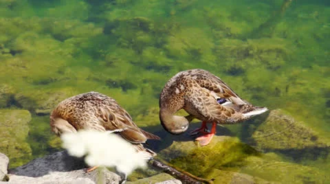 Preening Mallard Ducks Stock Footage 26865251