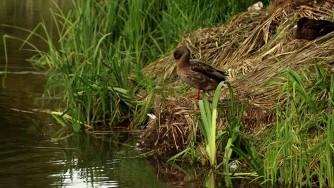 Preening Mallard Stock Footage 247286322
