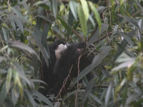 Preening Monkeys Video stock 77885124