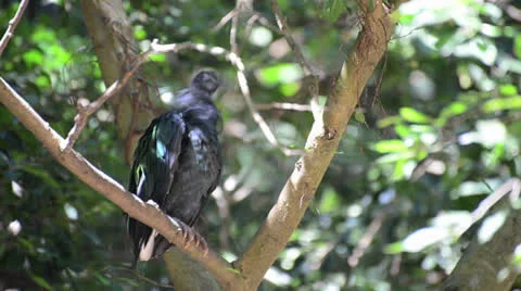 Preening Nicobar Pigeon on the tree Stock Footage 26328057