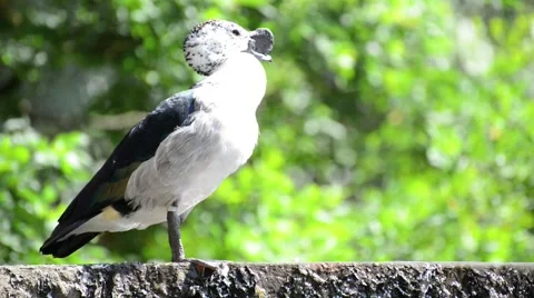 Preening old world comb duck Stock Footage 44408627