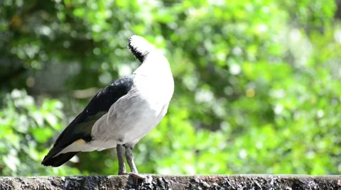 Preening old world comb duck Stock Footage 44460743