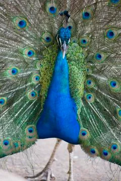 Preening peacock Stock Photos