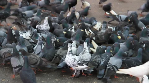 Preening Pigeons Stock Footage 32275552