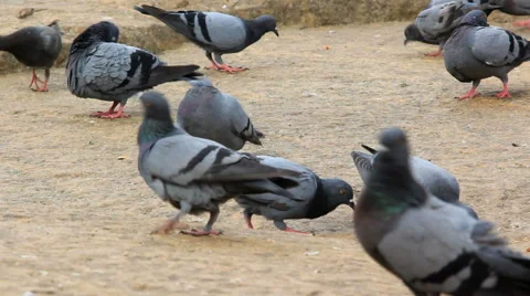 Preening Pigeons Stock Footage 49174172
