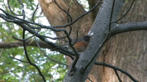 Preening Robin 2 Stock Footage 112943